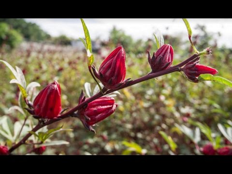 Cara Mudah Membuat Teh Bunga  Rosella  YouTube