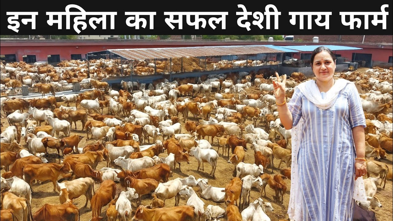 मास्टर डिग्री करके भी ये कर रही देशी गाय का पालन | Desi Cow Dairy Farm | Dairy Farming
