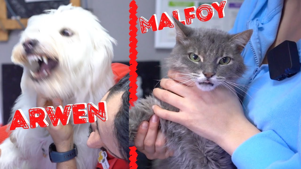 KALP HASTASI MALFOY VE DELİ ARWEN