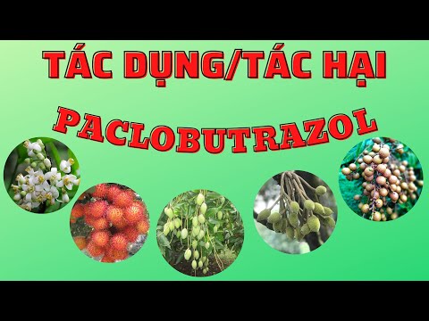 Video: Paclobutrazol có tác dụng gì: Tìm hiểu về tác dụng của Paclobutrazol đối với bãi cỏ