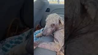 #HelpRubyHeal #RescueDog #DonateToSave #RubyTheBrave #AnimalRescue #SecondChances
