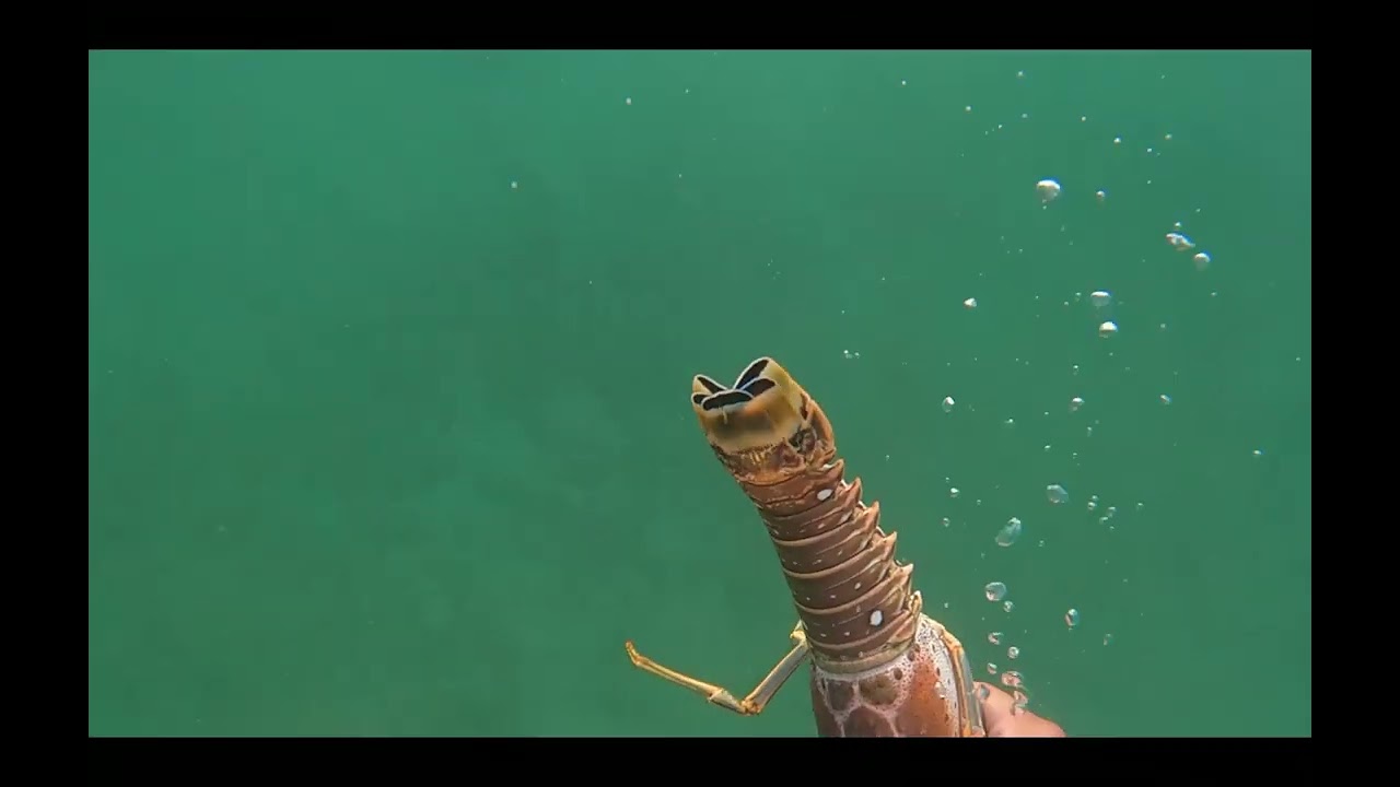 Lobster Honey Hole Found