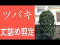 説明しながら行う!大きくなってしまったツバキの丈詰め剪定(字幕対応)