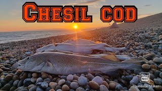 catching plenty of cod on chesil beach AMAZING session sea fishing at its best