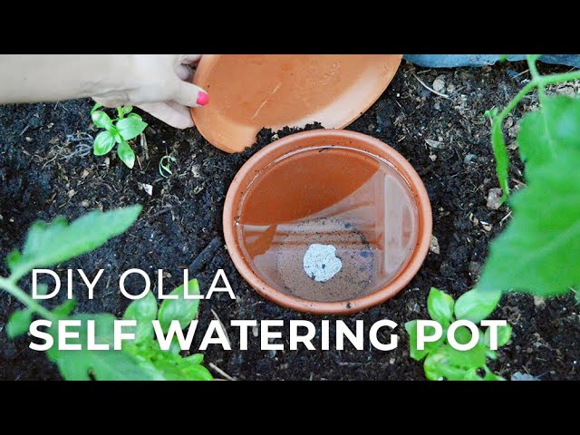 Olla Waterpots, Sustainable Self-Watering System