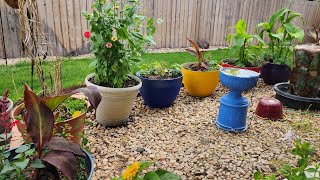 Hummingbird garden is going together by Joanne's Hummers 273 views 3 weeks ago 7 minutes, 41 seconds