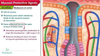 Mucosal Protective Agents: Sucralfate \& Bismuth compounds