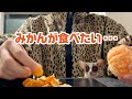 ショウガラゴのピザトル【みかんが食べたい】Pizzatoru the Bushbaby