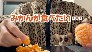 みかんが食べたい Pizzatoru the Bushbaby / ショウガラゴのピザトル