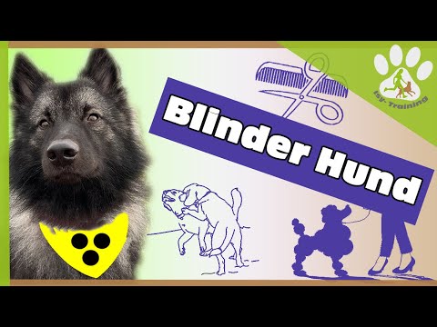 Video: Pflege eines blinden Hundes