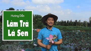 Hướng Dẫn Làm Trà Lá Sen Tại Nhà Vô Cùng Đơn Giản - Lộc Tân Cương
