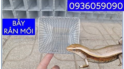 Lồng bẫy rắn mối có ngăn nhốt mồi. Bán lồng bẫy rắn mối. Lồng bẫy rắn mối lỗ lưới 5li chống rỉ sét.
