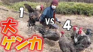 【元祖ブラボンvs若ブラボン】雄鶏同士の顔合わせのつもりがハプニング続出？！