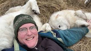 When people say 'Too Much Attention Ruins A Maremma Sheep Dog' | XMAS EVE AT THE FARM part1