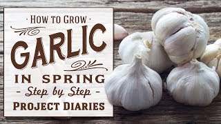 ★ How to Grow Garlic in the Spring (Quick &amp; Easy Tip for all year round Gardening)