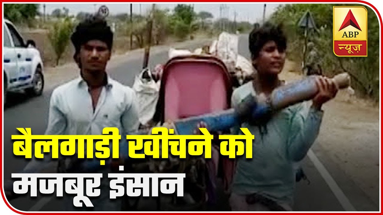 Know Why Were Ujjain Youngsters Bound To Sell Bullocks And Pull Cart Themselves | ABP News