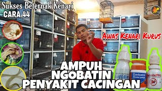 | TERNAK KENARI RUMAHAN || Cara 44: Tips Ampuh Mengobati Cacingan Induk Kenari || 3 hari SEMBUH |