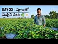 “Day 33 🌼పూలతో నిండిన పంట… ఆశలకి ఆరంభం 🌿💚”