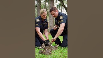 Brave Rescuers save cat from Paython 😱 #cat #catshorts  #animalrescue  #heartfeltsaves