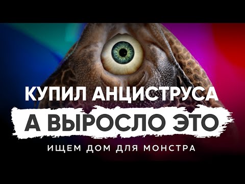 Как не перепутать сомика анциструса и парчового птеригоплихта