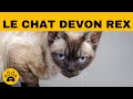 Le chat devon rex  origine  physique  caractre  fourrure  entretien  sant