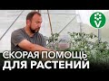 СОЖГЛИ РАСТЕНИЯ ПОДКОРМКОЙ ИЛИ ОБРАБОТКОЙ? Реанимируем растения быстро и эффективно