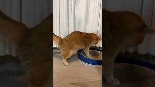 Trauma #cat #saka #kucing