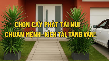 CÂY PHÁT TÀI NÚI HỢP MỆNH GÌ? Ý NGHĨA PHONG THỦY VÀ CÁCH ĐẶT CHUẨN HÚT TÀI LỘC CHO CẢ NHÀ