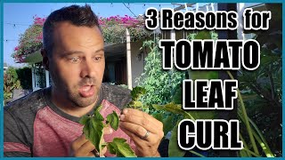 Tomato Leaf Curl  3 Causes and Fixes