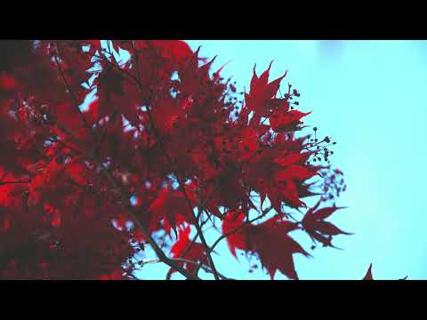 SAVE! 5 Sun Valley Maple Trees Bundle 3 to 4 foot Bare Root Fall Color Maple Tree For Sale