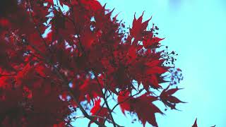 SAVE! 5 Sun Valley Maple Trees Bundle 3 to 4 foot Bare Root Fall Color Maple Tree For Sale