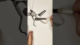 Drawing a Grasshopper Just Got EASY!  #art #insectdrawing