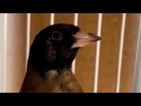 بث مباشر اليوم 17 09 2025 أهم معلومات عن طائر الحسون و طيور الولوال الحداد تحياتي للجميع فرجة ممتعة  بث مباشر اليوم 17 09 2025 أهم معلومات عن طائر الحسون و طيور الولوال الحداد تحياتي للجميع فرجة ممتعة