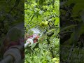 Upcycled Plastic Bottle Fruit Picker, Efficient and Cheap!
