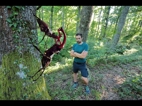 Video: Perché I Coleotteri Sognano?