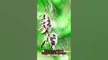 Arachnophobia Explained: Understanding the Fear of Spiders #shorts #short #spider #share