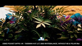 ALEX SADMAN LUT for OSMO POCKET 4k - Subscribe and get free