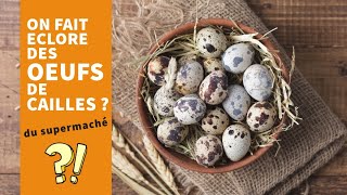 Faire éclore des oeufs de caille de supermarché c'est possible?