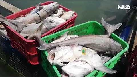 Bà Rịa Vũng Tàu: Hơn 40 tấn cá chết hàng loạt | NLĐTV