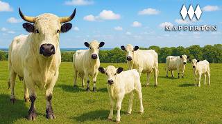 How This Ancient Breed of Cattle is Restoring Nature