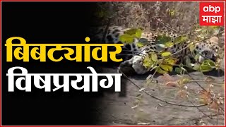 Aurangabad : औरंगाबाद बिबट्यांवर विषप्रयोग 2 बिबट्यांचा मृत्यू , तिघांना अटक  : ABP Majha Resimi