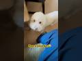 Have A Good Rest Of The Day Fam Maltipooshorts Puppylove Puppy Puppylife Maltipoodog 