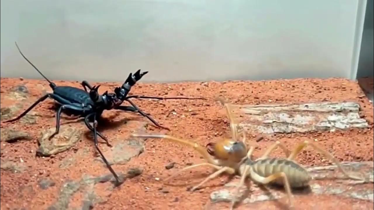 Deadly Desert Duel: Camel Spider VS Vinegaroon - YouTube