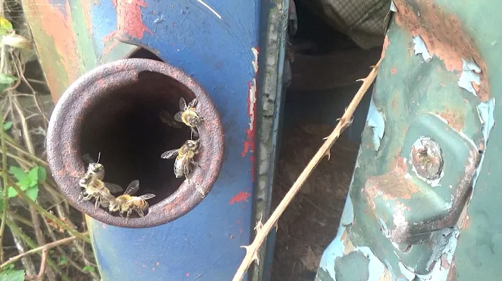 How is that even possible? Honey bees in a gas tank?