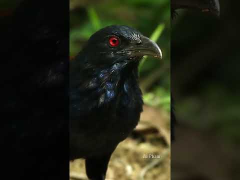 greater-coucal-|-mirror,-mirror-on-the-wall,-who's-the-fairest-of-them-all?-#birds-#filmmaking