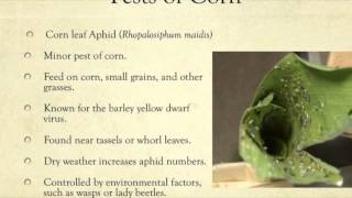 Insect Pests Of Corn