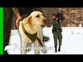 It's Training Day For These Canine Officers! | North Woods Law