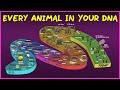 Every animal in your dna