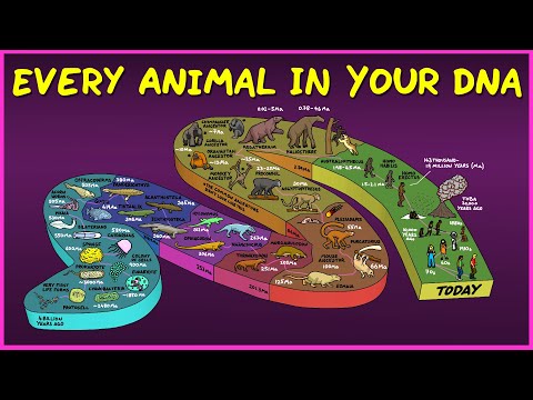 Every Animal In Your DNA