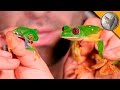 Red Eye vs Gliding Tree Frog!